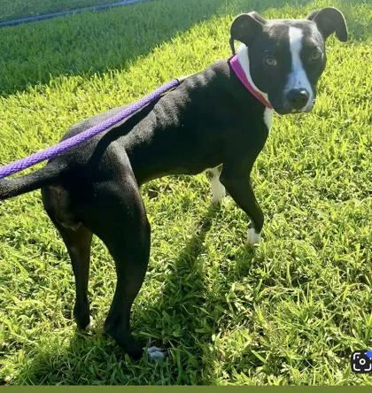 A young medium-sized female Mixed Breed dog named Megan Thee Stallion for adoption in Vero Beach, FL