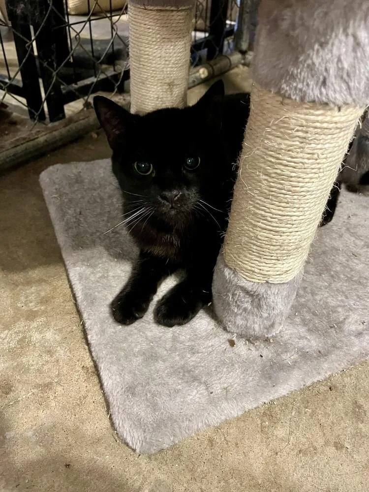 Sir Didymus thumbnail 2