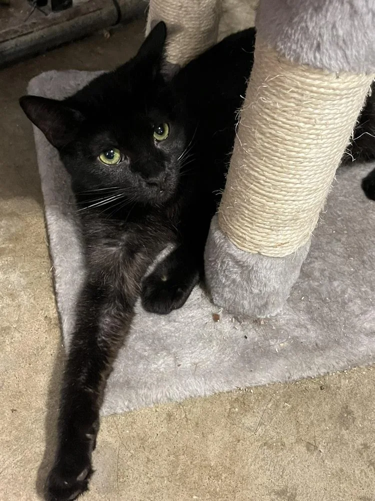 Sir Didymus thumbnail 3