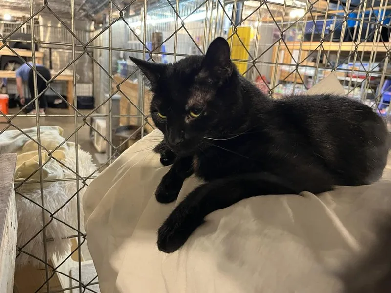 Sir Didymus thumbnail 4