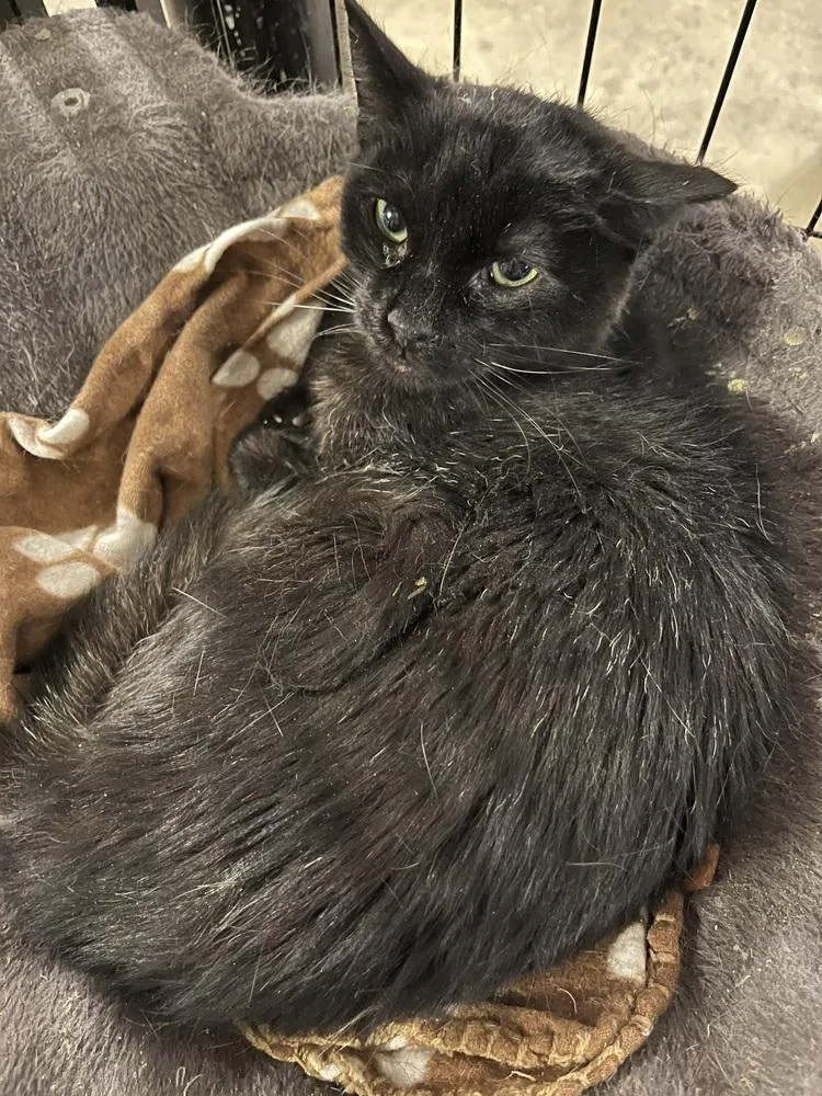 Sir Didymus thumbnail 5