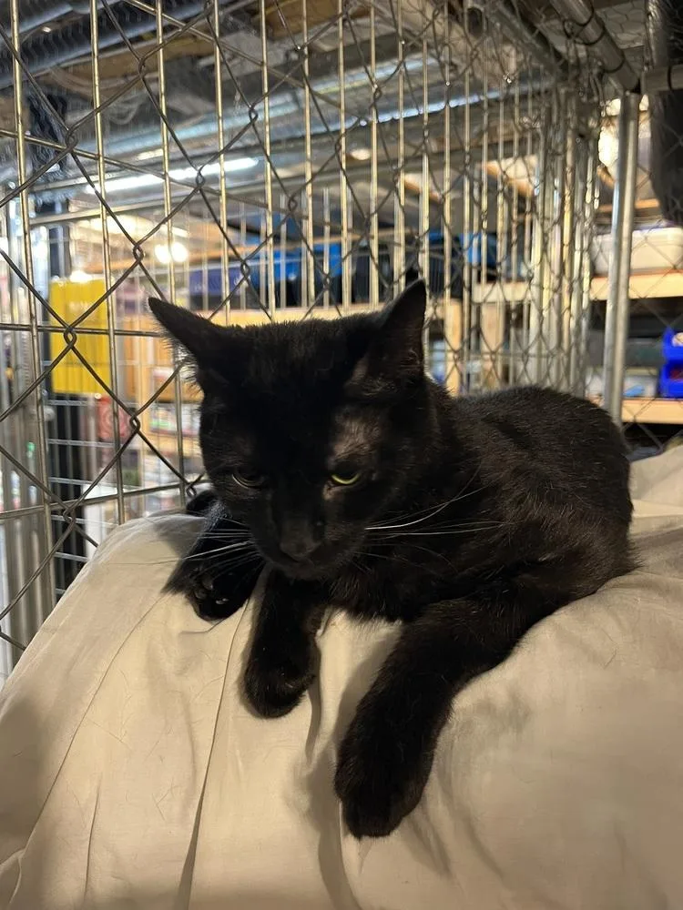 Sir Didymus thumbnail 6