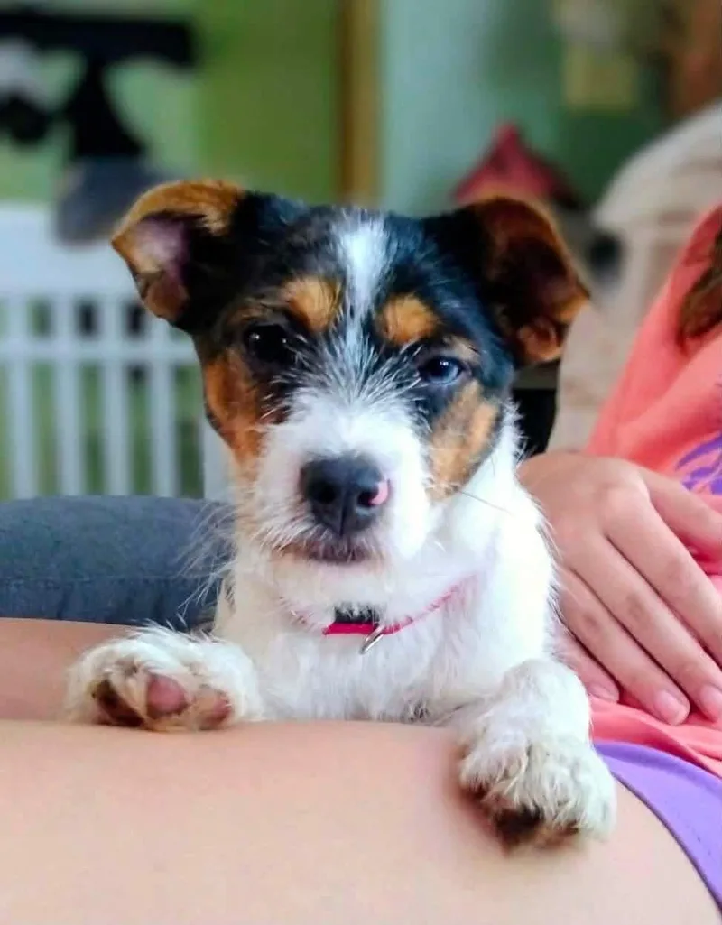 A baby small-sized female Terrier dog named Dora for adoption in New London, WI