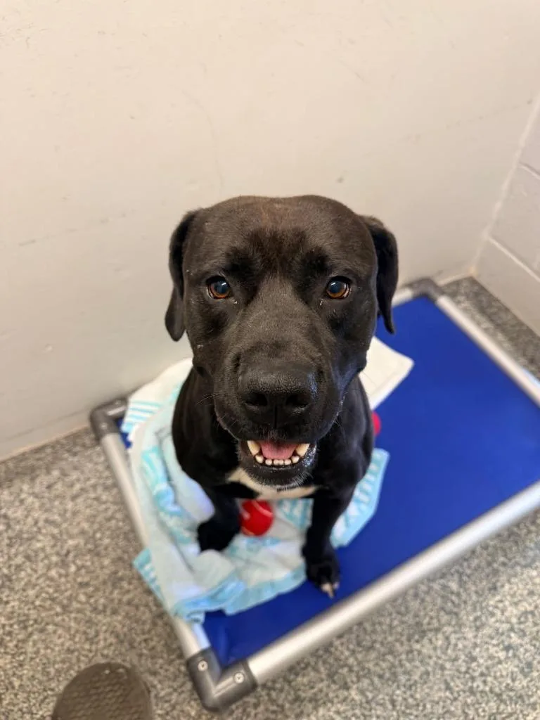 An adult large-sized male Pit Bull Terrier dog named Pauly for adoption in Mustang, OK