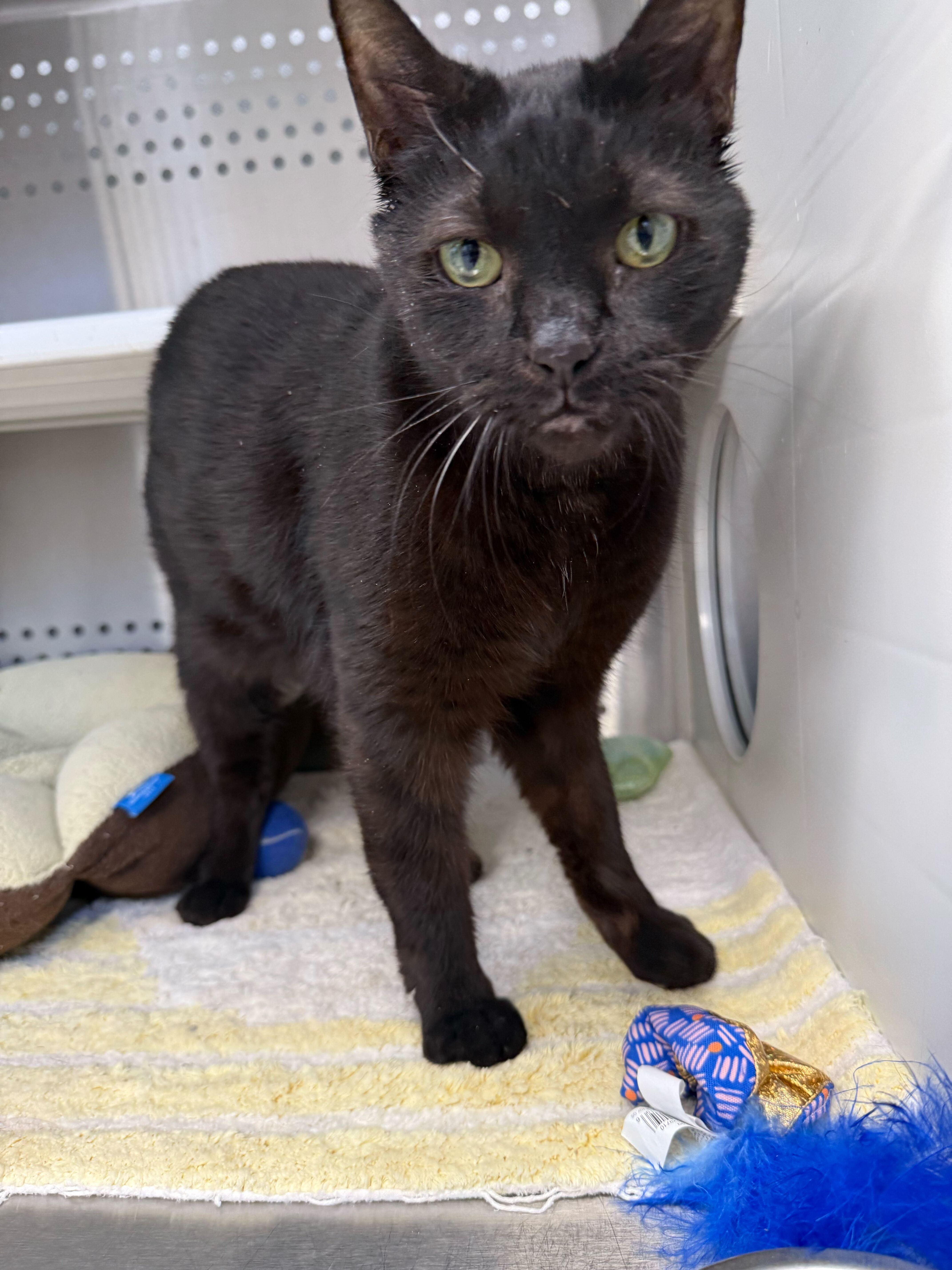A senior medium-sized male Black Domestic Short Hair cat named Kevin for adoption in Jackson, MI