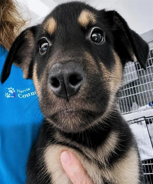 A baby medium-sized female German Shepherd Dog dog named Tikki for adoption in Houston, TX