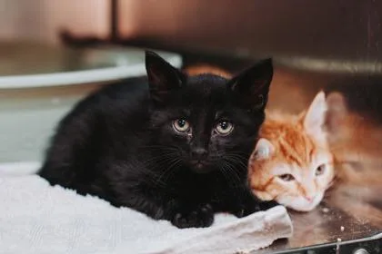 A young small-sized male Domestic Short Hair cat named a Todd for adoption in North Charleston, SC