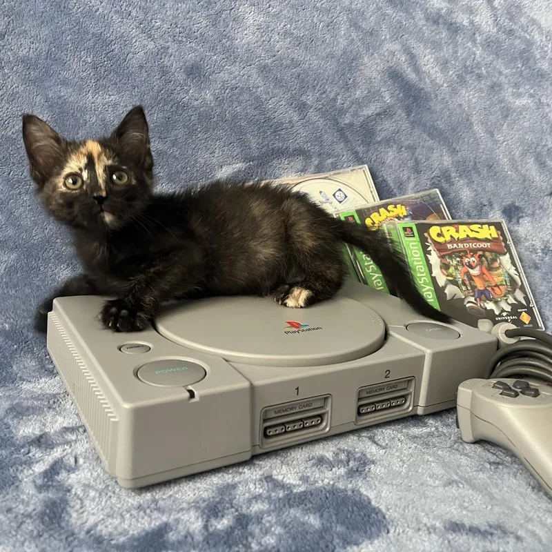 A baby small-sized female Tortoiseshell Domestic Short Hair cat named Dreamcast for adoption in Evanston, IL