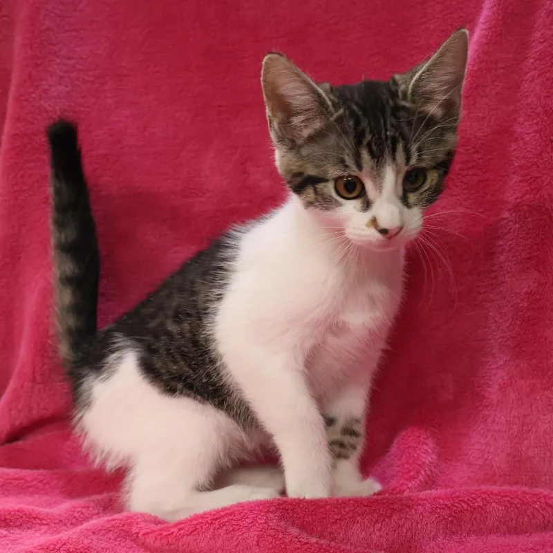 A baby small-sized female Brown / Chocolate Domestic Short Hair cat named Tessa for adoption in Saint Charles, MO