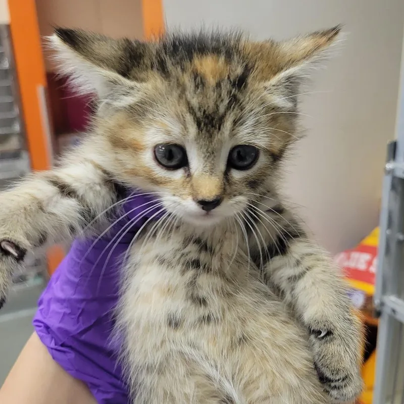 A baby small-sized female Torbie Domestic Short Hair cat named Tealyra for adoption in Westminster, CA