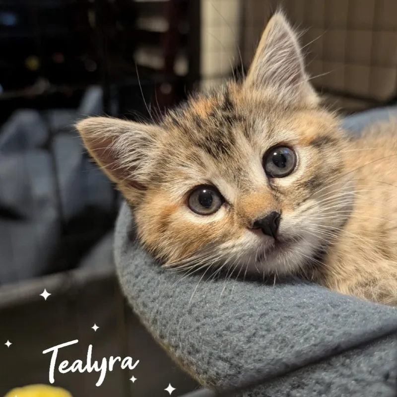 Tealyra thumbnail 2