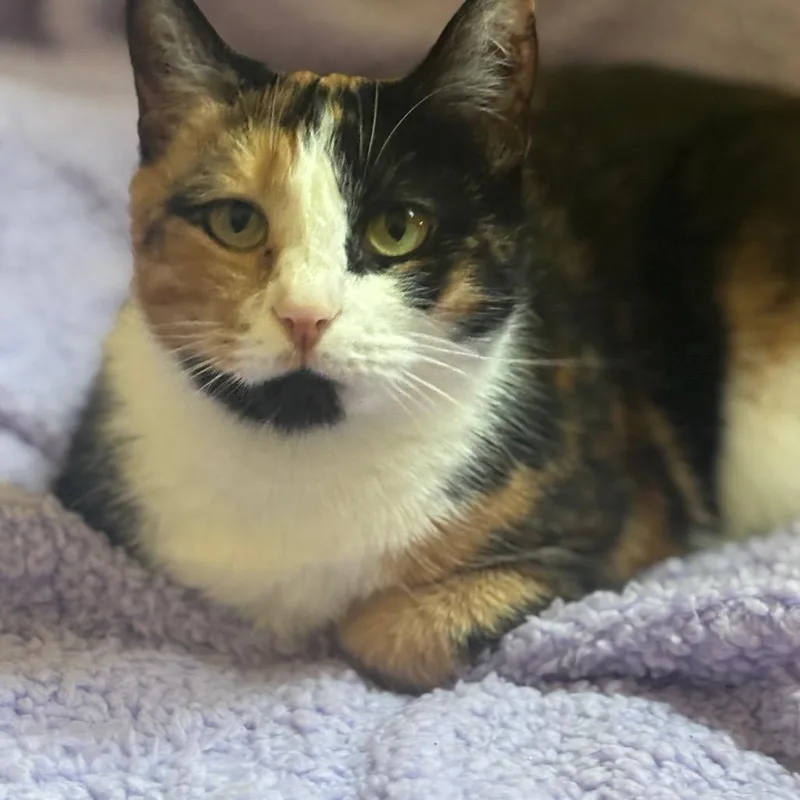 An adult medium-sized female Calico Domestic Short Hair cat named Fiona for adoption in Aldie, VA