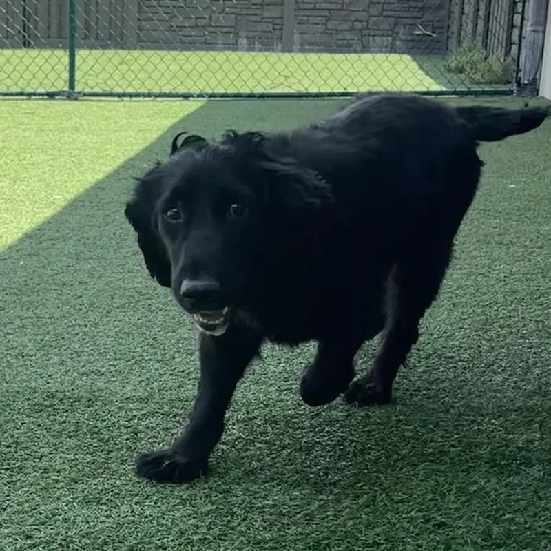 An adult medium-sized male Black English Cocker Spaniel dog named Jude for adoption in LOXAHATCHEE, FL