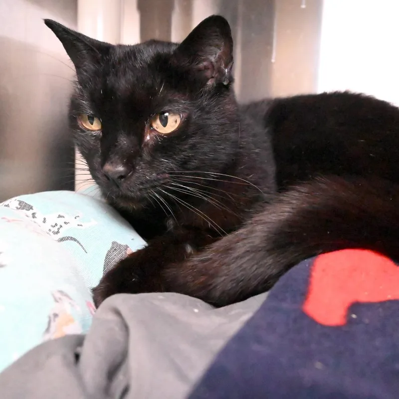 B.b. King thumbnail 2