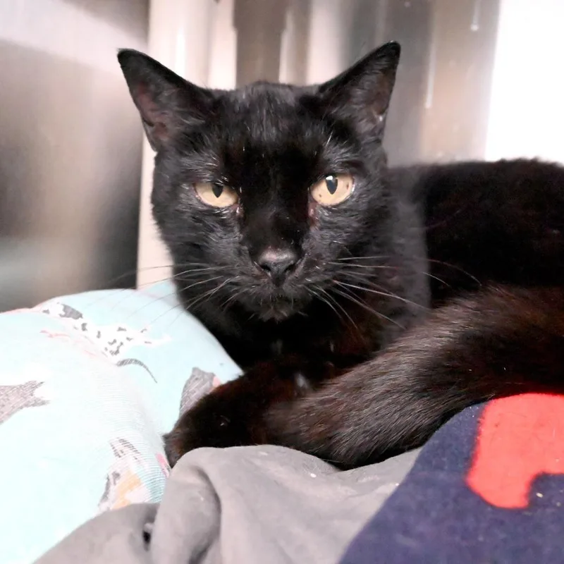 B.b. King thumbnail 3