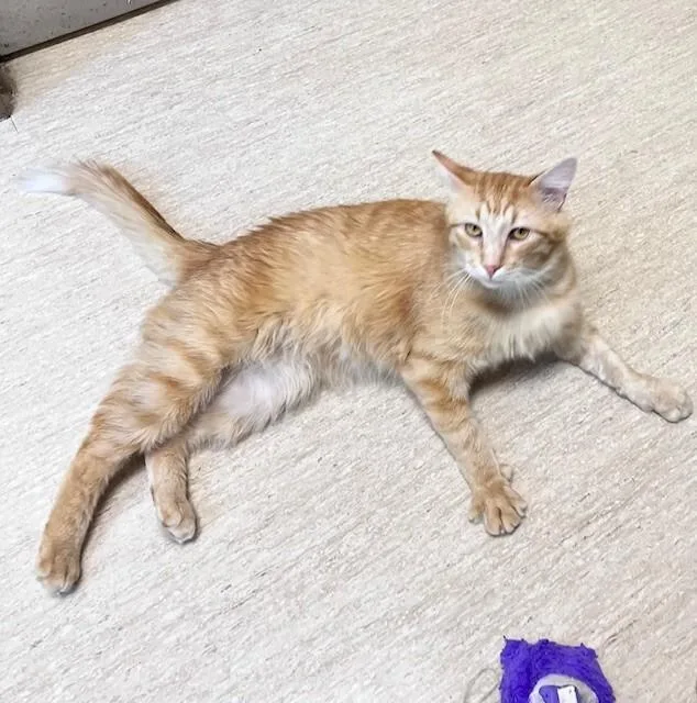 An adult medium-sized male Orange / Red Domestic Medium Hair cat named Tony for adoption in Arlington, WA