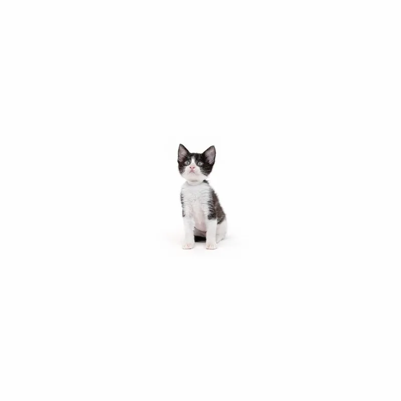 A baby small-sized female Black Domestic Short Hair cat named Seine for adoption in Playa Vista, CA