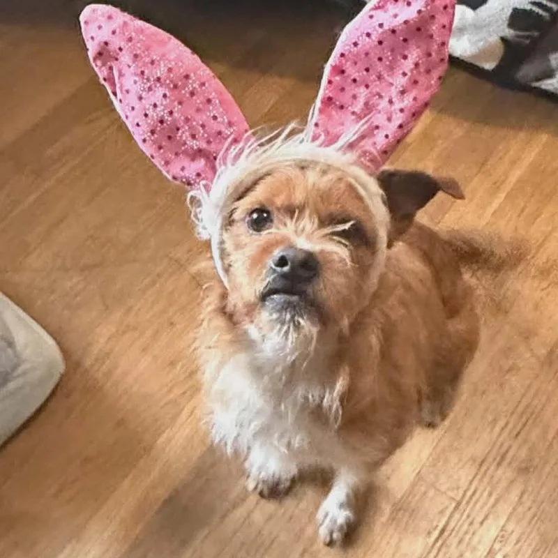 An adult small-sized male Terrier dog named Dude for adoption in Hopkinton, MA