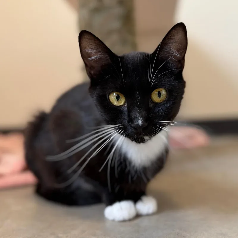 A young small-sized female Black Domestic Short Hair cat named Esme for adoption in Cody, WY