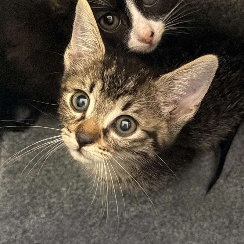 A baby small-sized male Brown / Chocolate Domestic Short Hair cat named Jitters for adoption in Birmingham, AL