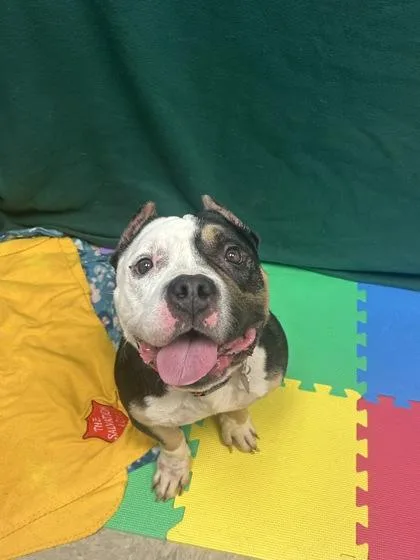An adult medium-sized male Tricolor (Brown, Black, & White) Mixed Breed dog named Smokie for adoption in Hamilton, OH