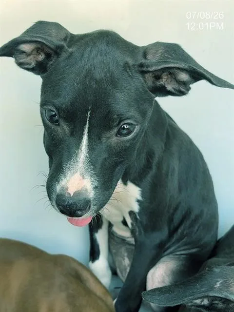 A baby small-sized female Pit Bull Terrier dog named Hannah for adoption in Augusta, GA