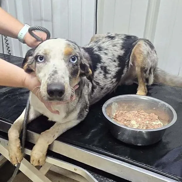 A young medium-sized male Gray / Blue / Silver Mixed Breed dog named Gamma for adoption in Springboro, OH