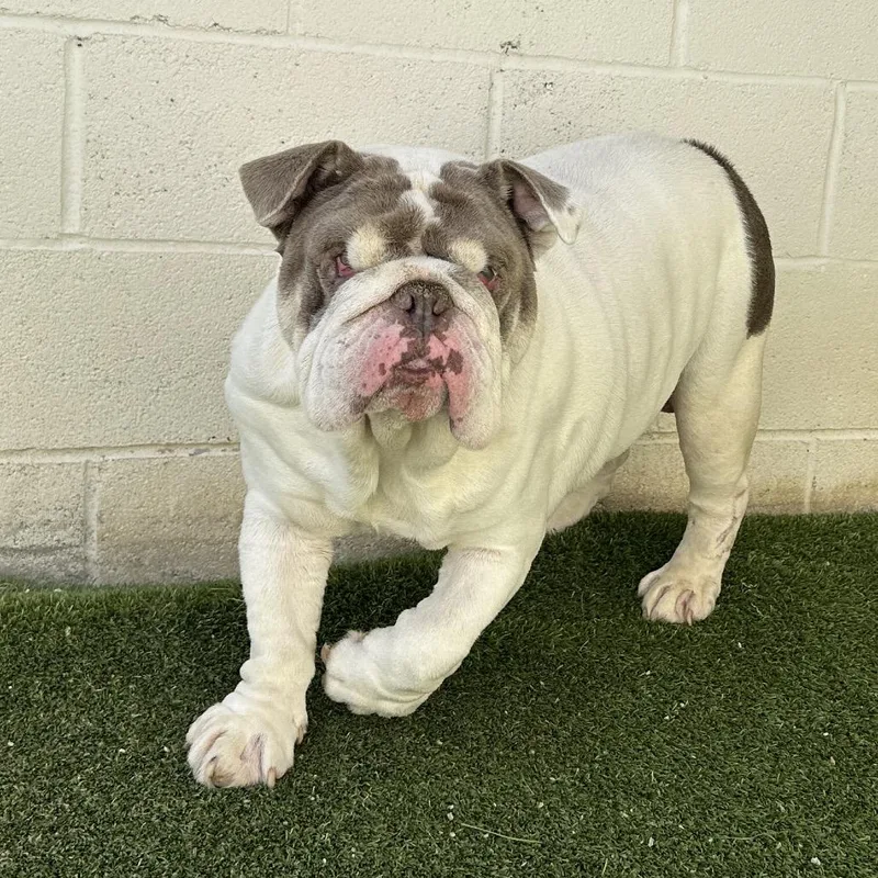 An adult medium-sized male White / Cream English Bulldog dog named Louie for adoption in LOXAHATCHEE, FL