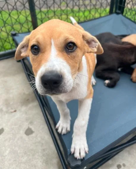 A baby small-sized male Yellow / Tan / Blond / Fawn Mixed Breed dog named Boomer for adoption in Hamden, CT