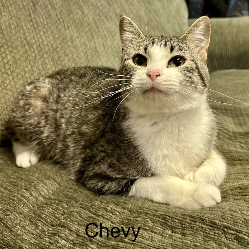 A young medium-sized female Brown / Chocolate Domestic Short Hair cat named Chevy for adoption in Buffalo, MN