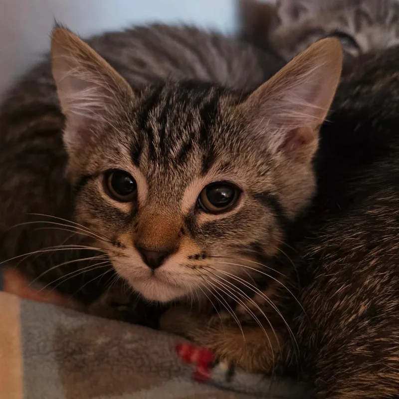 A baby small-sized male Brown / Chocolate Domestic Short Hair cat named Portabello for adoption in Buellton, CA