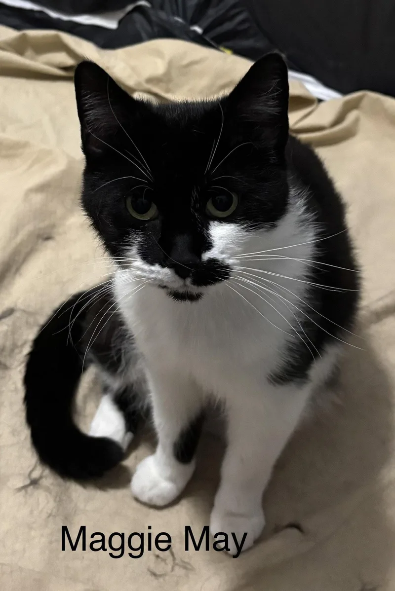 An adult medium-sized female Black & White / Tuxedo Domestic Short Hair cat named Maggie May for adoption in Naugatuck, CT