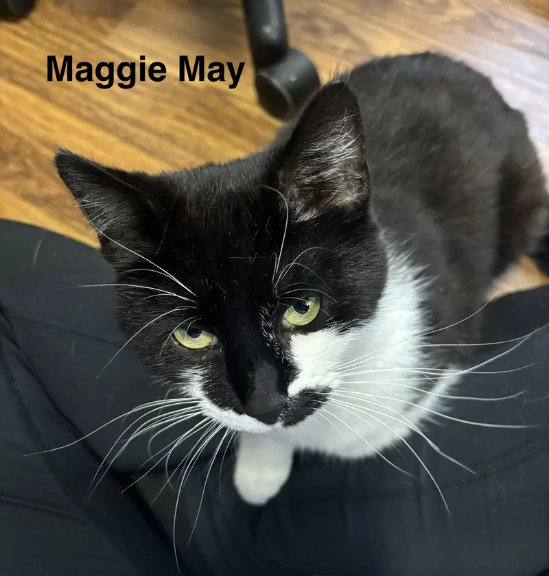 Maggie May thumbnail 2