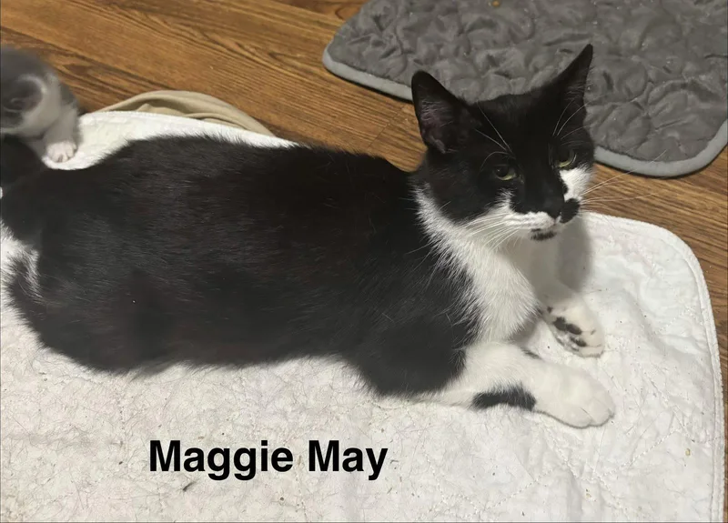 Maggie May thumbnail 3