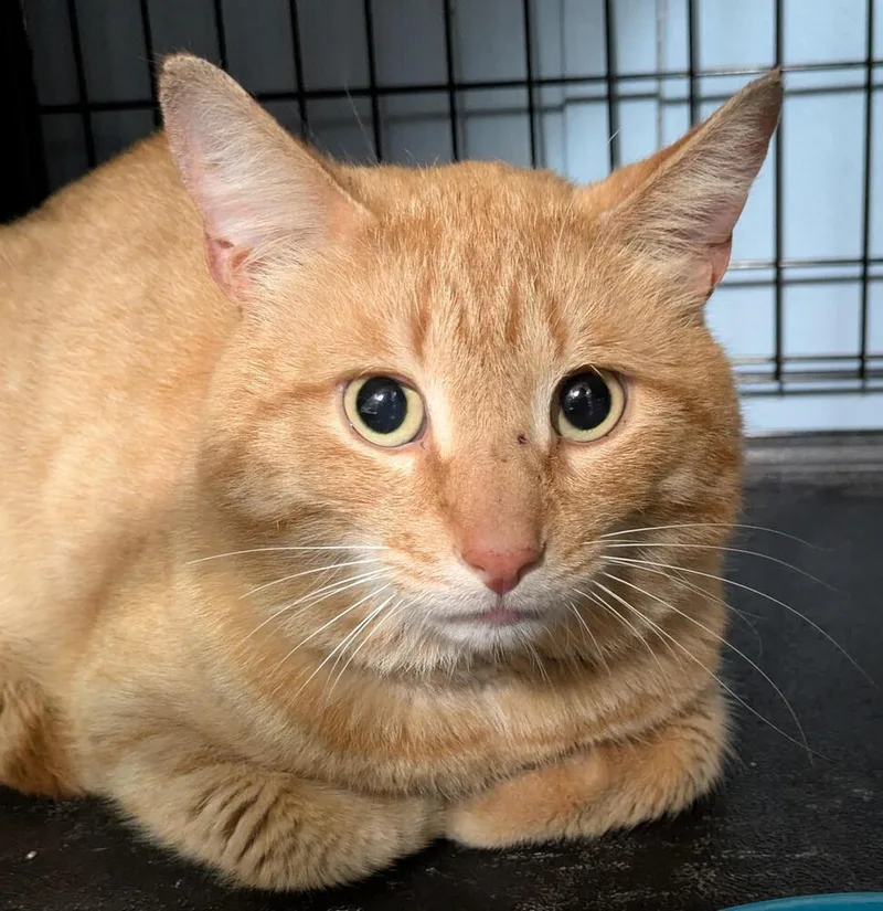 An adult medium-sized male Tabby (Orange / Red) Domestic Short Hair cat named Harris for adoption in Duxbury, MA