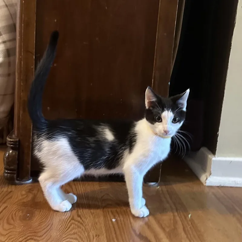 A baby small-sized female Black Domestic Short Hair cat named Milkshake for adoption in Pasadena , MD
