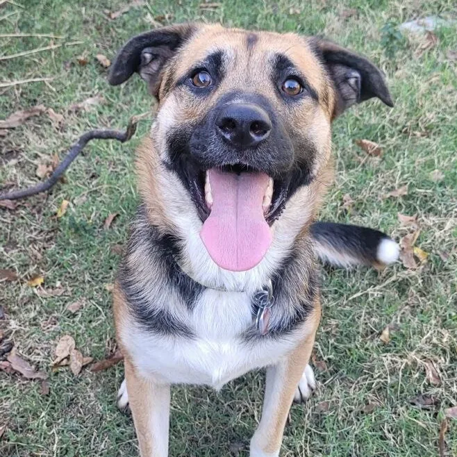 A young medium-sized male German Shepherd Dog dog named Yoshi for adoption in Krum, TX