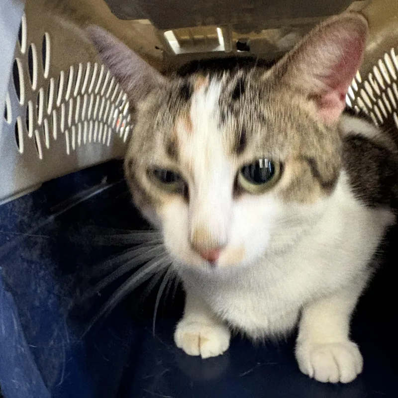 An adult medium-sized female Domestic Short Hair cat named Marbles for adoption in Hays, KS