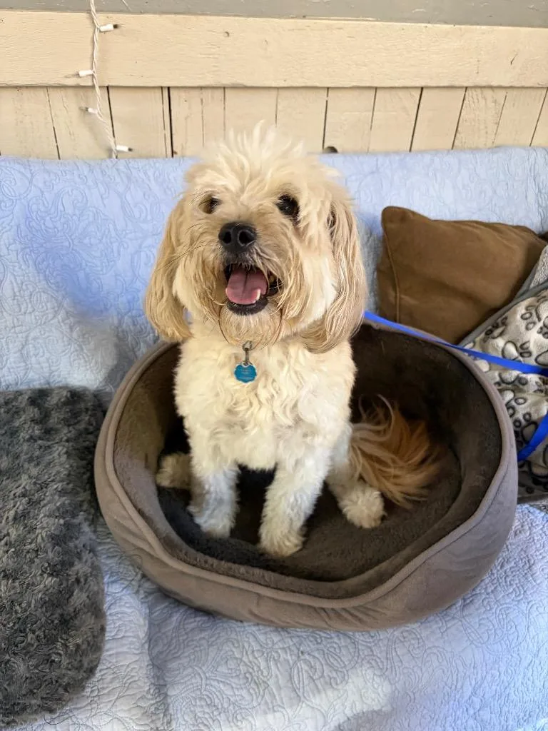 An adult medium-sized male Terrier dog named Army for adoption in Fort Worth, TX