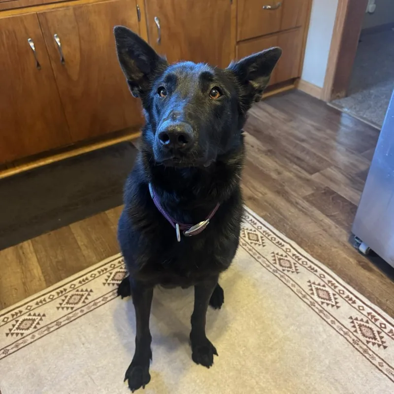An adult large-sized female Black German Shepherd Dog dog named Hasi for adoption in Van Horne, IA