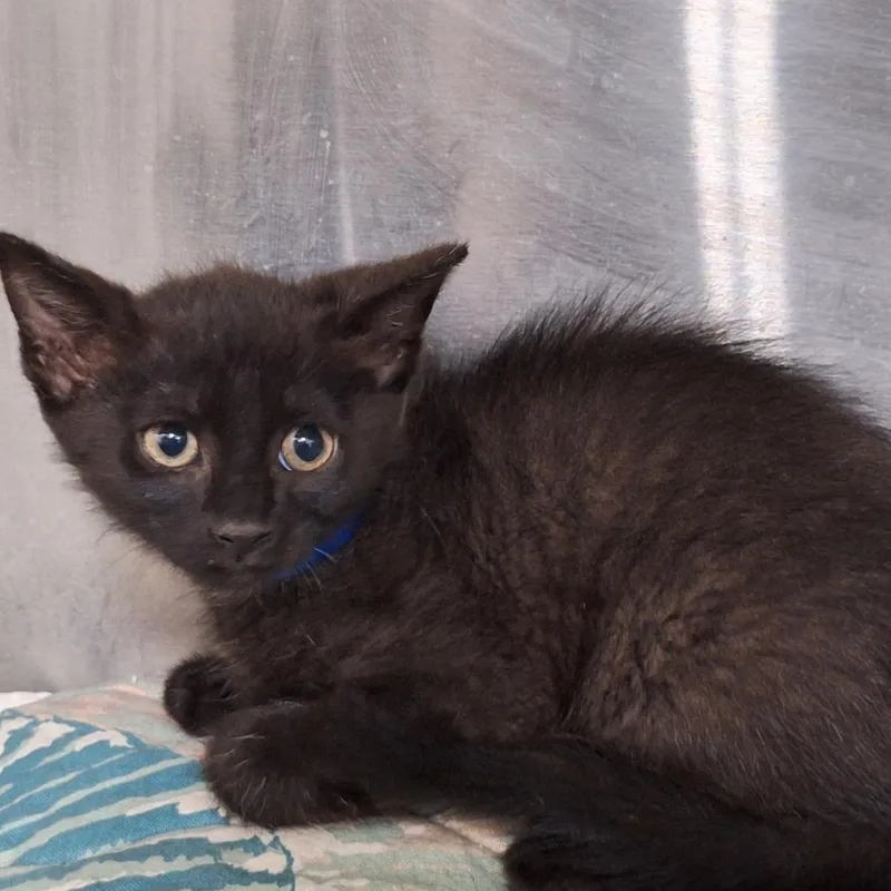 A baby small-sized male Black Domestic Short Hair cat named West for adoption in Montgomery, AL
