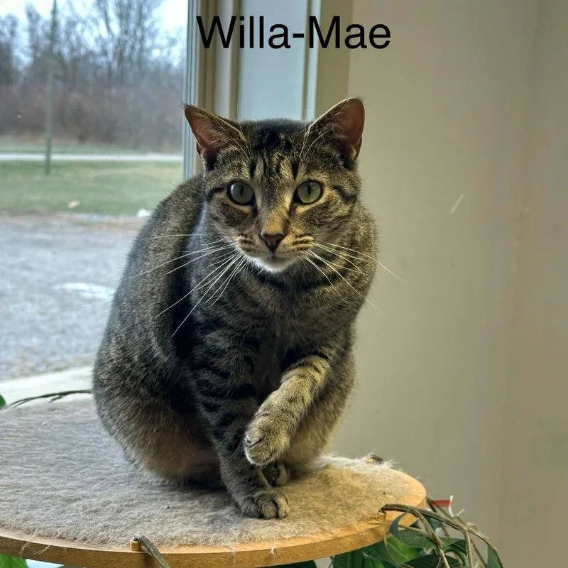 An adult small-sized female Gray / Blue / Silver Domestic Short Hair cat named Willa Mae for adoption in Richmond, IN