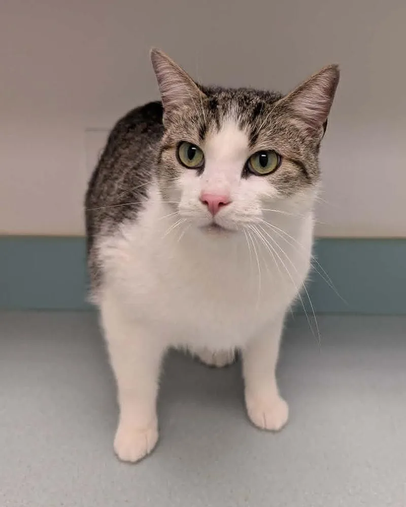 A young large-sized male Domestic Short Hair cat named Macaroon for adoption in South Bend, IN