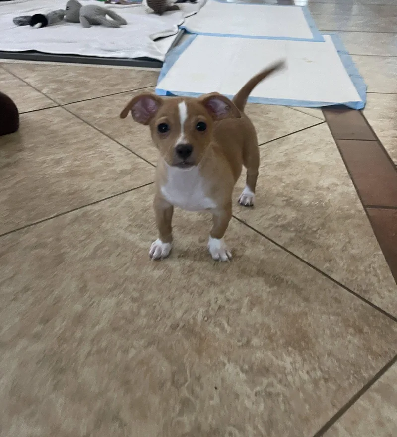 A baby small-sized male Chihuahua dog named Josh for adoption in Glendale, AZ