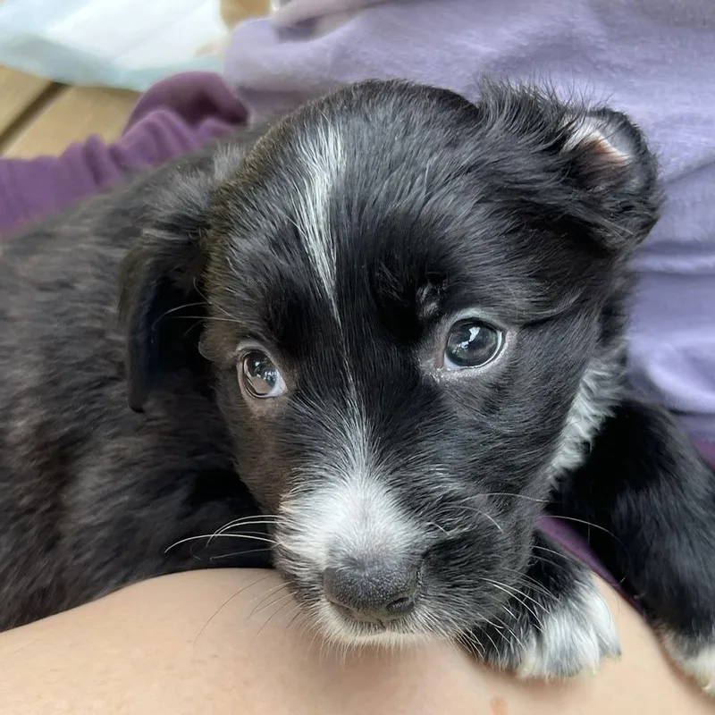 A baby small-sized female Black Labrador Retriever dog named Lyric for adoption in Fairfax Station, VA