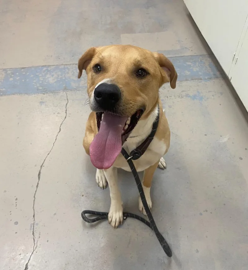 An adult extra large-sized male Labrador Retriever dog named Buster Charles for adoption in Bryant, AR
