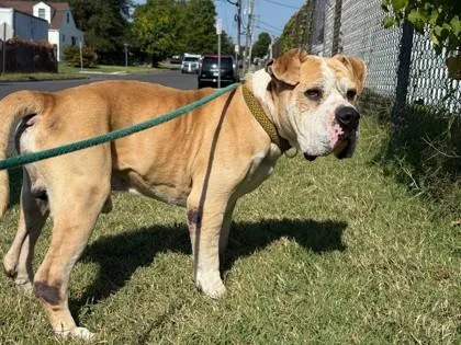 A senior large-sized male Mastiff dog named King Shady Aka Cuto for adoption in Hamilton, NJ