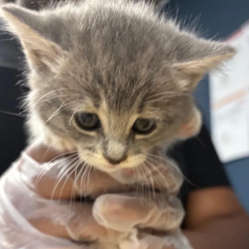 A baby small-sized female Calico Domestic Short Hair cat named Tia for adoption in Newark, NJ