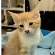 A baby small-sized male Orange / Red Domestic Short Hair cat named Latte for adoption in Houston, TX