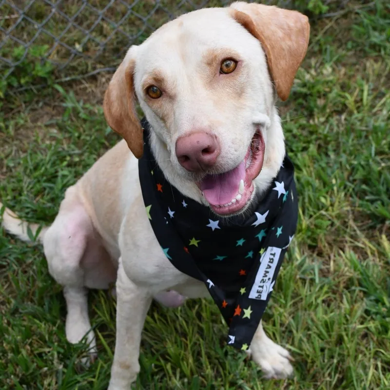 An adult large-sized male Yellow / Tan / Blond / Fawn Yellow Labrador Retriever dog named Rudy for adoption in Beaumont, TX